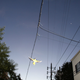Illustration for article titled Feral Parrots of Tokyo Are a Spooky Presence Flocking Above